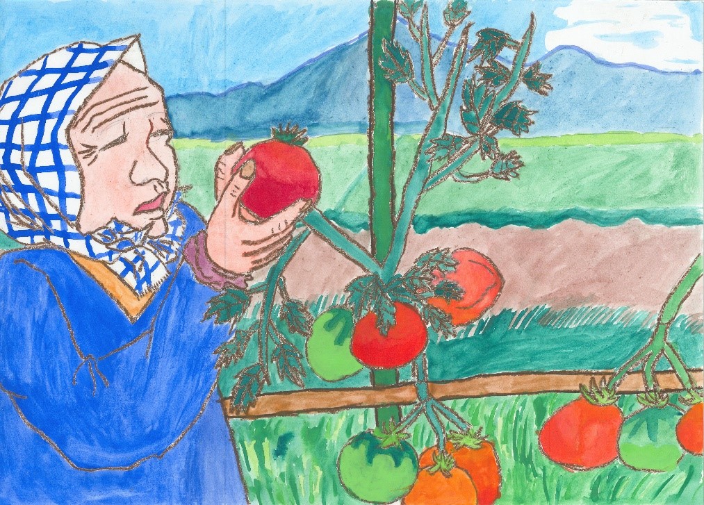 「おばあさんのトマト収穫」